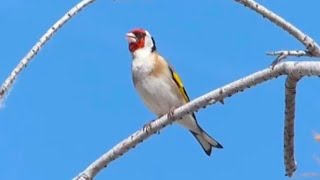 Wild goldfinch in nature, Amazing singing !!