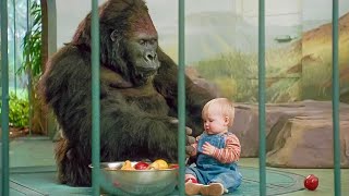 The baby had just escaped from the bandits and then met the gorillas.