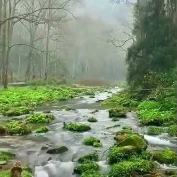 Suara dan Suasana Pedesaan Pagi Hari | Suara Monyet dan Kicauan Burung...