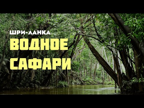 Видео: Къде да сафари в Шри Ланка