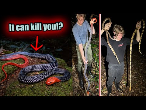 Catching a GIANT DEADLY SNAKE in the jungles of Thailand!!!