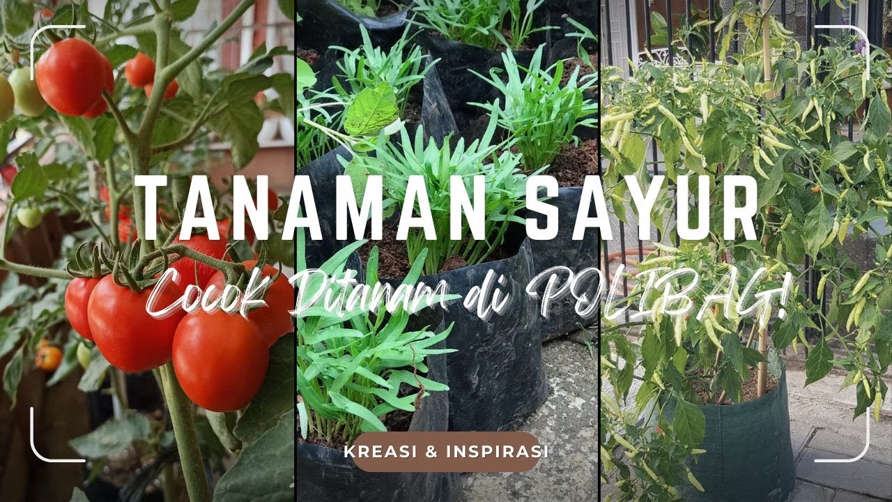 SAYUR GRATIS! 7 JENIS TANAMAN SAYUR Cocok Ditanam di POLIBAG | Tips Berkebun Sayuran Cepat Tumbuh!