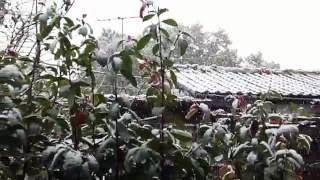 54年ぶりに11月の降雪(2016年・23区内です)
