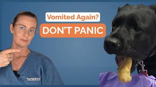 Dog Vomiting: When Should You Worry? A Vet Explains