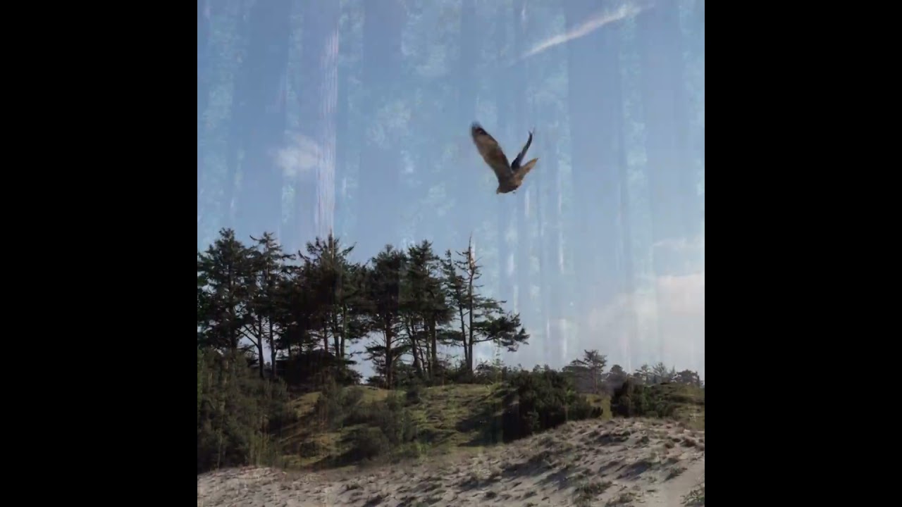I wish I was a bird so I could fly far far away - to Humboldt County