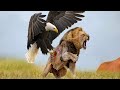 आखिर क्यों शेर भी बाज़ से खौफ खाता है This is Why Eagle is the Most Powerful Bird