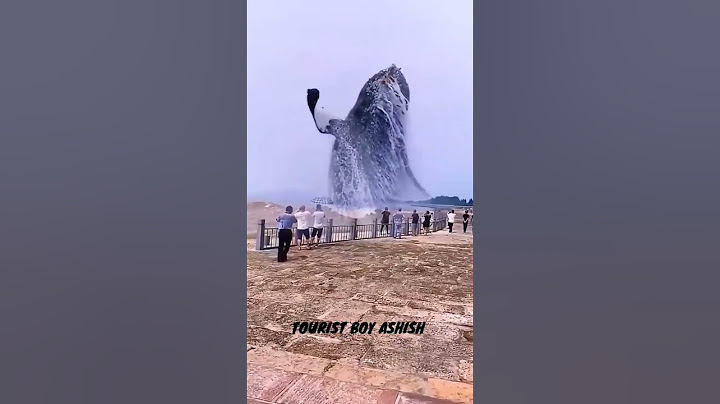 বিশ্বের সবচেয়ে বড় নিল তিমি মাছ | The world biggest fish |  Blue whale | big sea fish | timi mach |
