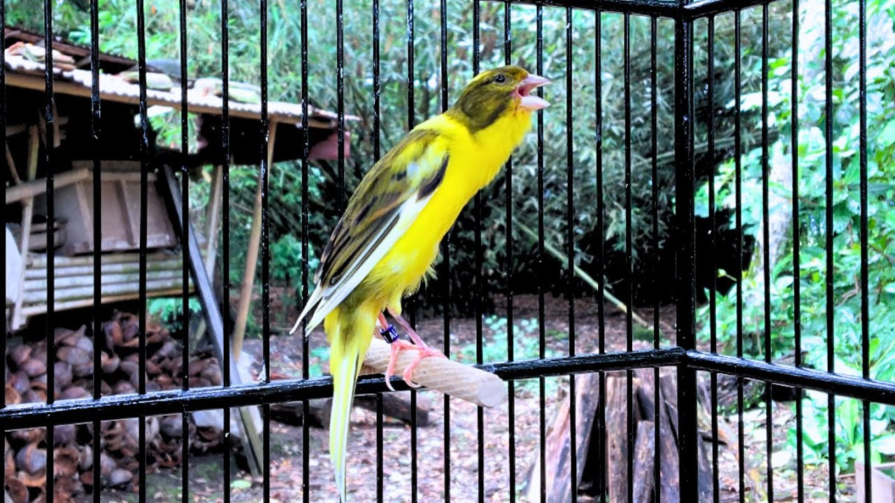 Impossible If Your Canary Does Not Immediately Sing! Gloster Canary Training