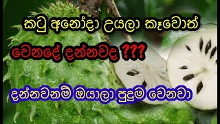 කටු අනෝදා උයලා කෑවොත් වෙනදේ දන්නවද  දන්නවනම් ඔයාලා පුදුම වෙනවා