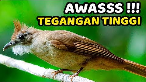 MASTERAN KAPAS TEMBAK GACOR DOR TERBARU 2024❗️KAPAS TEMBAK GACOR LAGU DAN SPEED JOSS BANGET