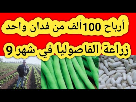 فيديو: رعاية شجرة الفاصوليا الآيس كريم - كيفية زراعة شجرة الفول الآيس كريم