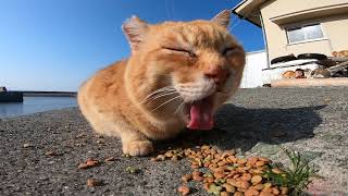 カリカリを食べる猫島の野良猫