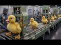Inside a Duck Hatchery Factory | How Millions of Eggs Hatch Every Day