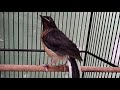 Murai Batu Trotol Belajar Bunyi Ini Rupanya Ampuh Untuk Merangsang Memancing Bunyi Mb Paud Anakan Mp3 - Mp4 Download