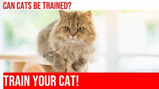 How to Train Your Cat to Use a Litter Box PART 3 by Meow-sical America 134 views 4 months ago 4 minutes, 2 seconds