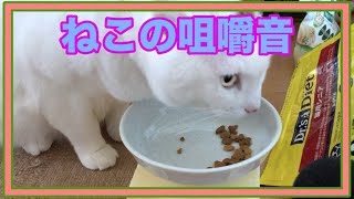 #Shorts 【咀嚼音】猫のカリカリ音モンプチナチュラル毛玉ケアを美味しく食べる音が可愛い☆The sound of a cat eating dry food ももはちゃんねる