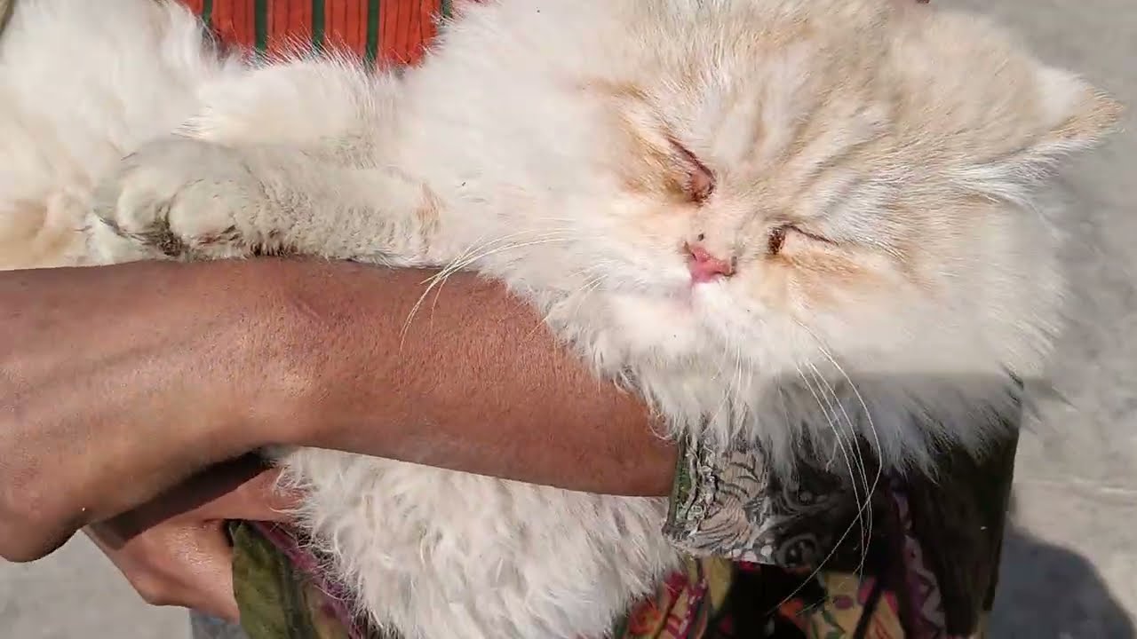 Angry Cat Escape Plan Fail 😹 Viral Cat MomentsAngry Cat Ka Drama 🐱 Cat Reel