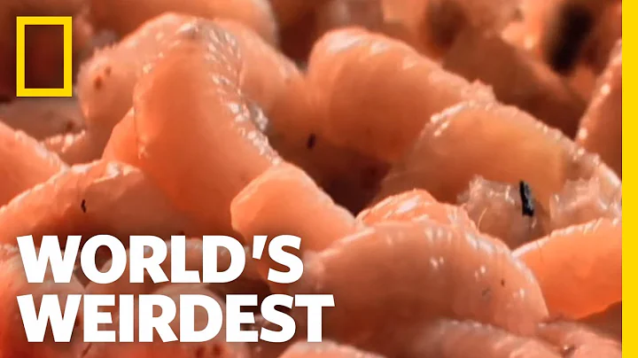 Flies and Maggots | World's Weirdest - DayDayNews