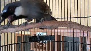 SUARA POKSAY HONGKONG GACOR MENARI NARI