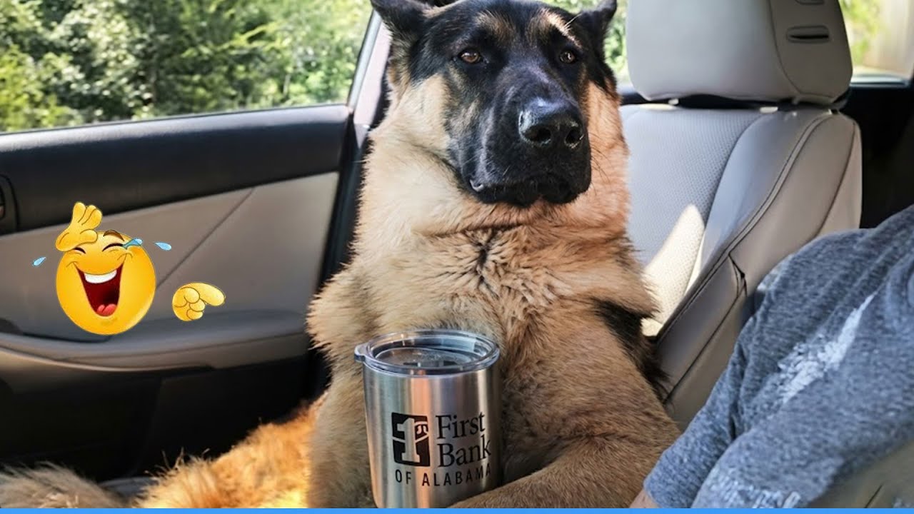 Smarty Funny Animal Video Clips 😹🐶 The Funniest Cat & Dog Moments Compilation 😁