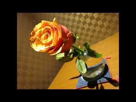 愛する人に歌わせないで(COVER）　森田公一作詞・作曲　Mommy's Lullaby