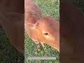 How to Bond With Your Calf in 5 Seconds
