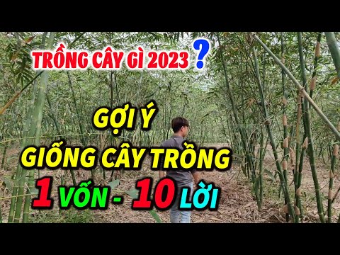 Gợi Ý Giống Cây Trồng Kinh Tế Cao trong 5 - 10 Năm Tới | Giống Tre Lục Trúc Đài Loan ở Thái Nguyên