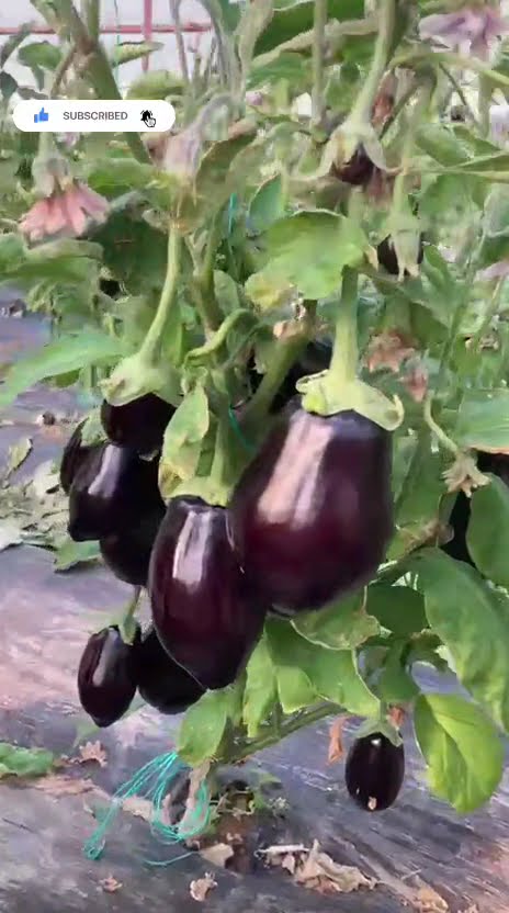 YouTube video kapağı