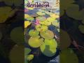 malarikkal water lily view point vlog 🪷✨ #shorts #shortsfeed #shortvideo