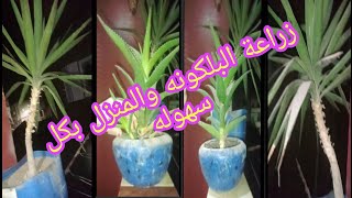 ??جوله مع الزراعه في البلكونه ??☘️