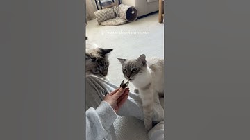 Amazn cat finds🐱✨ #amazoncatfinds #cattree #catfinds #catsoftiktok #cattok