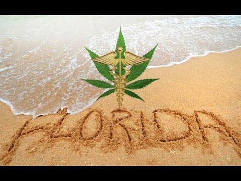 politics today Could Legal Marijuana Be On The Docket In Florida?