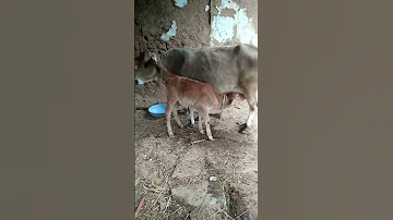 Breastfeeding Cow Breastfeeding Cow Milk Breastfeeding Shorts Youtubeshorts Trending Viral 