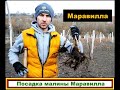 Малина Маравилла. Посадить или глубоко похоронить???