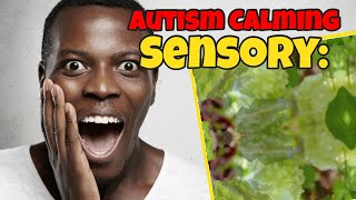 Autism Calming Sensory: Relaxing Music | top tier meditation relaxation music spa