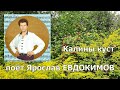 Ярослав Евдокимов - Калины куст