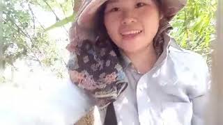 Hnub No Peb Mus Luaj Teb Nyob Phongkeo Nawb.