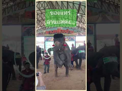 ช.ช้างน่ารัก⁉️ช้างelephantt 👉 ย่อเบาๆ เอาใจสายย่อ.. ⁉️ elephants ช้าง elephantthailand shortsfeed งานช้างสุรินทร์