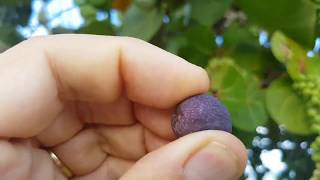 ciekawa roślina i owoce Kuba 2018 winogron na drzewie
