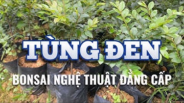 Cây Giống Tùng Đen: Cây Bonsai Hiếm Trồng Trong Nhà Tài Lộc Về Ùn Ùn