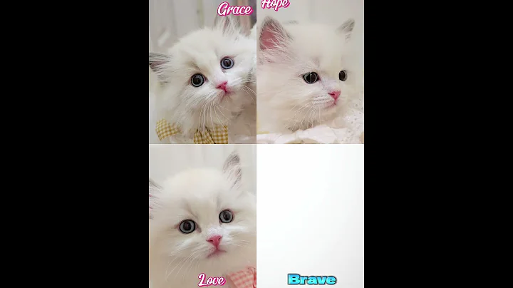 Video 10494911: ragdollkittens cat kitten