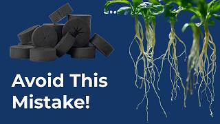 Aeroponic Cloning Step 2: Transitioning Clones from an Aeroponic Cloner - Avoid Root Shock