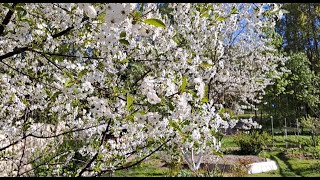 Прекрасный весенний сад.  Amazing spring garden