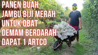 PANEN BUAH JAMBU BIJI MERAH DAPAT 1 ARTCO