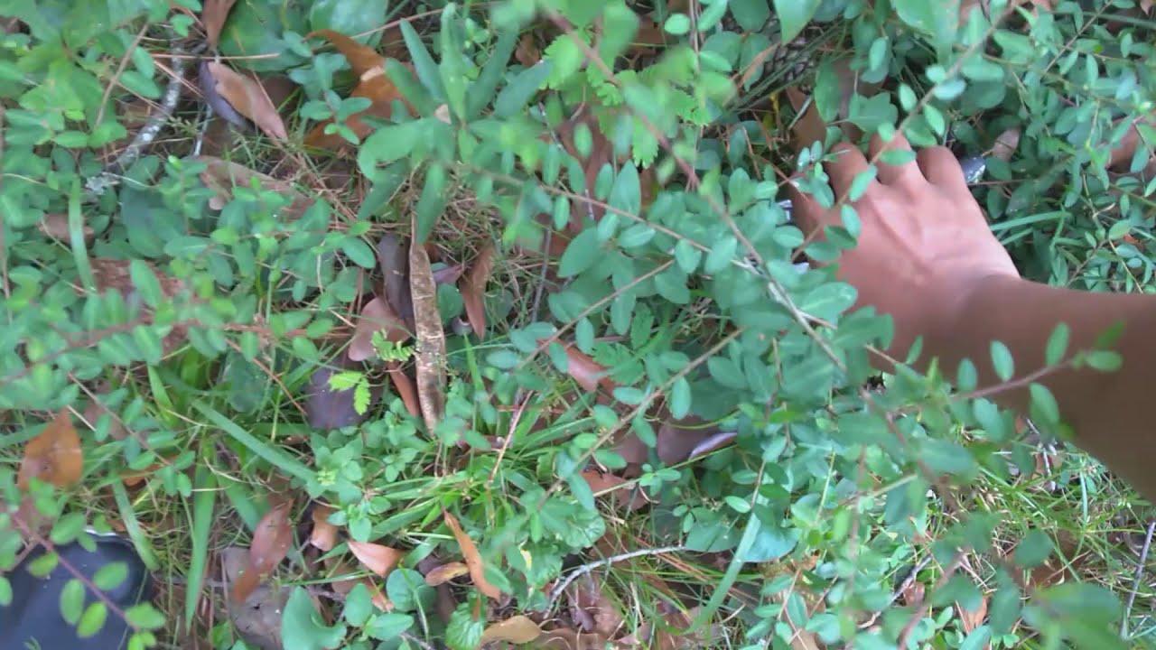 Mimosa trees are your friend actually Using invasive species as fertilizer