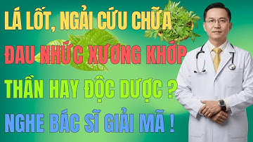 Tâm Tư Tuổi Vàng: Lá Lốt, Ngải Cứu Chữa Đau Xương Khớp - "Thần Dược" Hay "Độc Dược"?