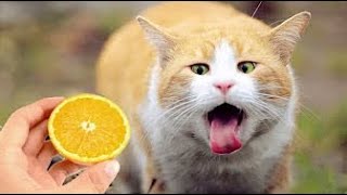 New Funny Animals 😅 Funniest Dogs And Cats Videos 2023🐶😺 # 18