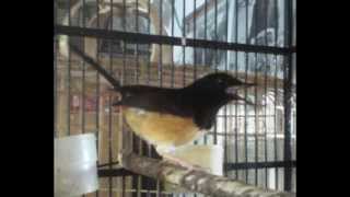 Suara Murai Batu Jawa Alias Larwo, Burung yang hampir Punah !