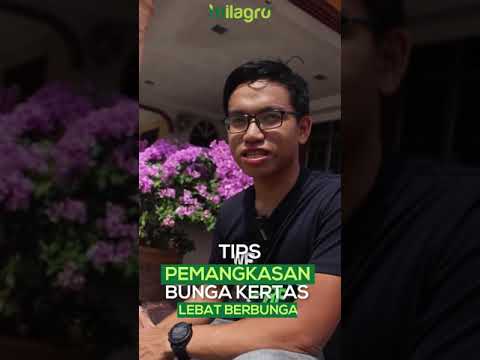 Video: Pemangkasan Bunga Raya: Cara Memangkas Pokok Bunga Raya