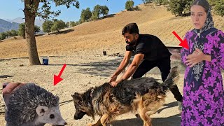 Dowry or Love? A Decision That Changes Everything — An Iranian Nomad Tale😱🤰🇮🇷 Dowry or Love? A Decision That Changes Everything — An Iranian Nomad Tale😱🤰🇮🇷